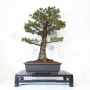 pinus-pentaphylla-24010227