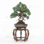 juniperus-chinensis-1703221