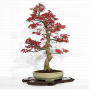 acer-palmatum-seigen-24030224