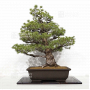 pinus-pentaphylla-ref-31030222