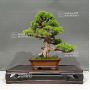 juniperus chinensis itoigawa ref 03060224