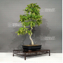 carpinus-turczaninowii-ref-09060222