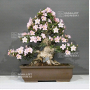 rhododendron gyoten 29040221