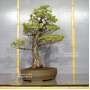 pinus-pentaphylla-du-japon-ref-11040223
