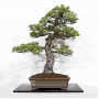 Pinus pentaphylla 07040221
