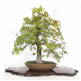 acer-palmatum-ref-12090225
