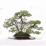 pinus-pentaphylla-ref-21090221