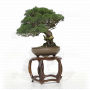 juniperus-chinensis-itoigawa-ref-27100222