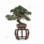 Juniperus chinensis itoigawa 27100225