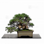 juniperus-chinensis-itoigawa-27100227