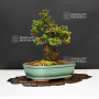 cotoneaster microphylla ref : 180301612