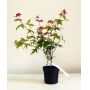 acer-palmatum-deshojo-de-bouture-3l