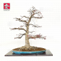 acer palmatum deshojo ref :10030231