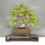 carpinus-turczaninowii-ref-05050236