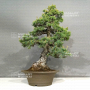 Pinus pentaphylla zuisho ref :01060231