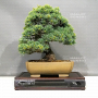 pinus-pentaphylla-nasu-musume-ref-01060232