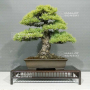 Pinus pentaphylla ref : 02060237