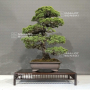 pinus-pentaphylla-nasu-goyo-ref-02060236