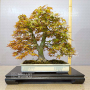 Acer palmatum ref: 17030232