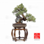 juniperus-chinensis-itoigawa-ref-03030233