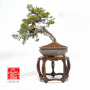 juniperus-chinensis-itoigawa-ref-03030234