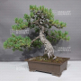 Pinus pentaphylla 31070231