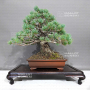 pinus-pentaphylla-ref-22080234