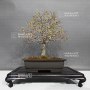 acer-palmatum-kashima-ref-22080232