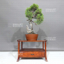 juniperus-chinensis-itoigawa-ref-30080236