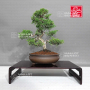 juniperus-chinensis-itoigawa-ref-08090231
