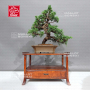 juniperus-chinensis-itoigawa-ref-08090237