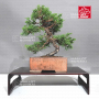 juniperus chinensis itoigawa ref : 08090239