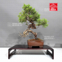 juniperus-chinensis-itoigawa-080902313