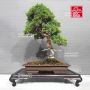 Juniperus chinensis itoigawa 080902314