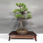Pinus thunbergii ref:1711233