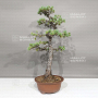 pinus pentaphylla 0112232