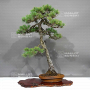 pinus-pentaphylla-ref-0112233