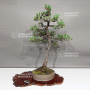 Pinus pentaphylla 0112234