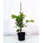 acer-palmatum-kiyohime