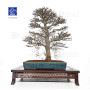 Acer buergerianum ref :21020253