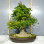 acer-palmatum-1405251