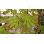 acer palmatum diva