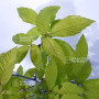 acer maximowiczanum