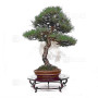 Pinus thunbergii ref:12070251