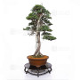 juniperus rigida ref: 19070251