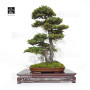 picea  jezoensis 28070252