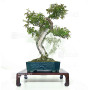 eleagnus pungens 28070254