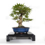 acer-palmatum-seigen-ref-23070253