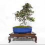 eleagnus pungens maculata aurea 12020258