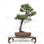 Pinus pentaphylla du Japon ref :24070256